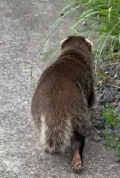 「アナグマでは?」と推測される