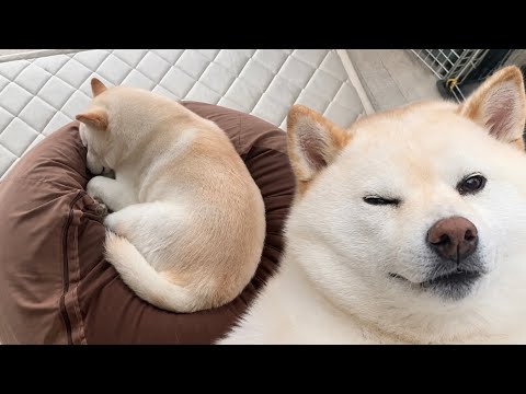 お母さんからお説教されてふて寝している柴犬にそっと枕を添えてみると…? お母さんからお説教されてふて寝している柴犬にそっと枕を添えてみると…?