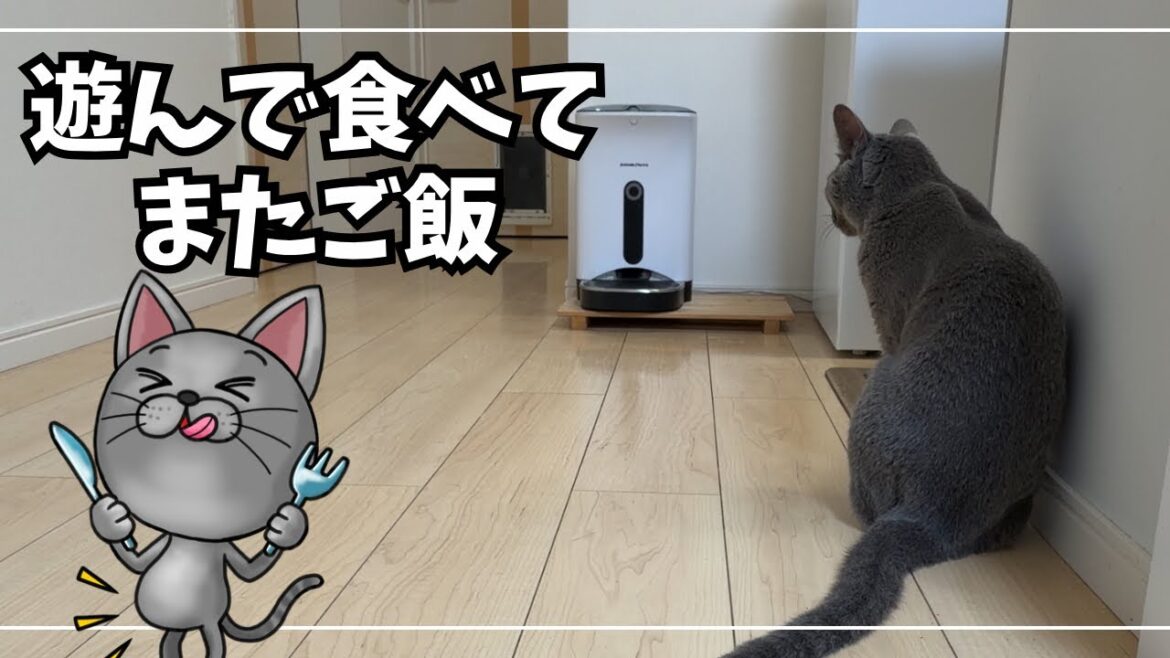 【ロシアンブルー】遊んで、食べて、またご飯。今日のイカスミさん 【ロシアンブルー】遊んで、食べて、またご飯。今日のイカスミさん