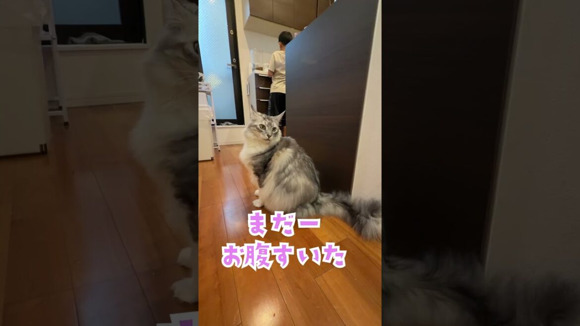 おしゃべりな大型猫。ご飯の催促#shorts おしゃべりな大型猫。ご飯の催促#shorts