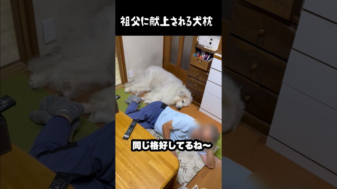 抱き枕として祖父に献上される愛犬　#グレートピレニーズ #大型犬 #愛犬 #かわいい犬 #greatpyrenees