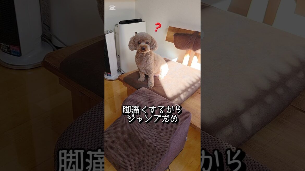 モカちゃんジャンプに注意したら。 #トイプードル #元気お届け #トイプー #癒し #toypoodle #元気になる動画 #愛犬 #大型犬のいる生活 #応援お願いします #かわいい犬