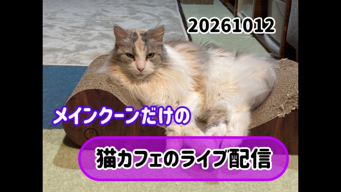 20261012メインクーンだけの【猫カフェの出勤風景】#cat #cooncat #mainecat #もふもふ