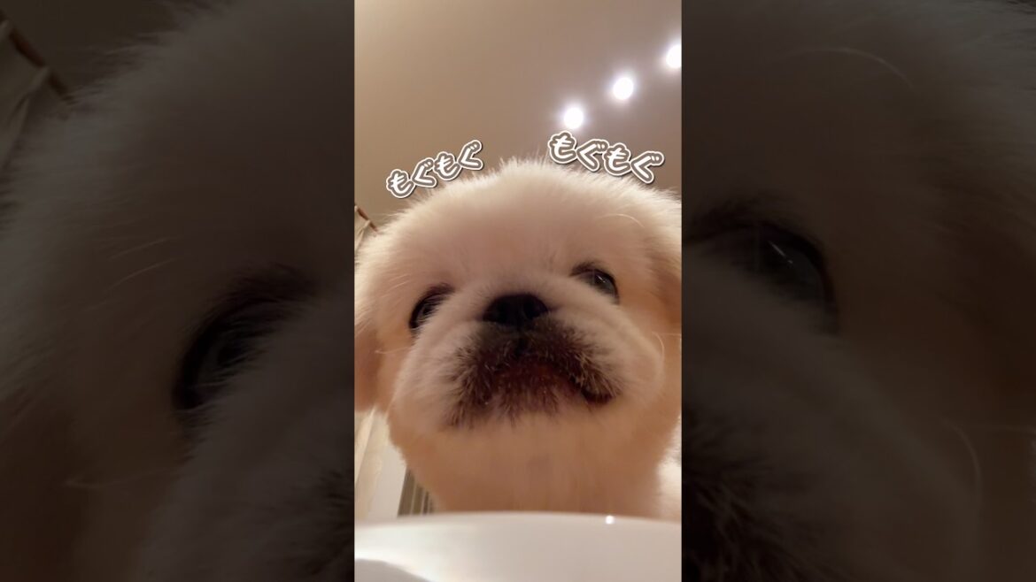 ご飯を食べた犬、次の要求がかわいすぎた。🐶
