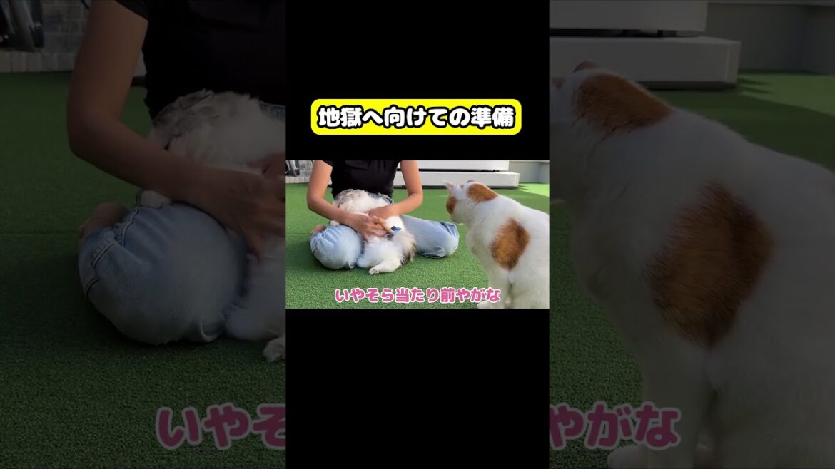 地獄へ向けての準備 #猫 #おもしろ #アテレコ #ニャンチューバーつくし 地獄へ向けての準備 #猫 #おもしろ #アテレコ #ニャンチューバーつくし
