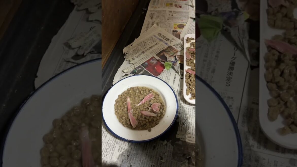 【甲斐犬子犬定点カメラ】生後29日目