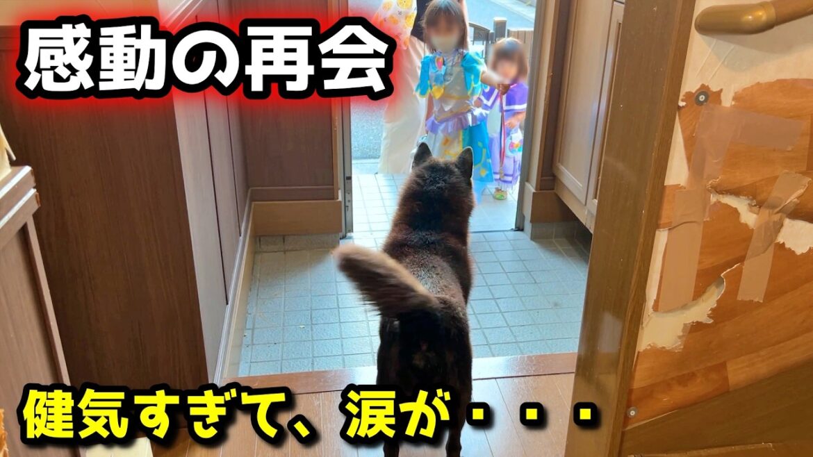 【感動】家族想いの甲斐犬と娘達の再会にウルッとしちゃいました 【感動】家族想いの甲斐犬と娘達の再会にウルッとしちゃいました