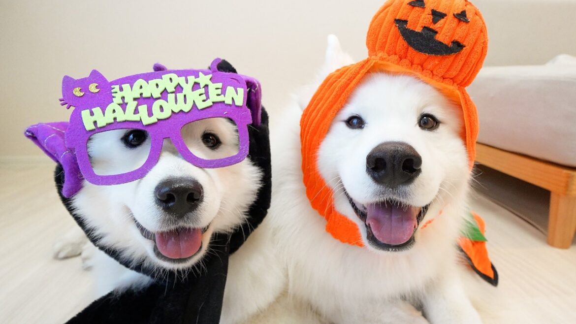 【ハロウィンLIVE😈🎃】仮装したサモエド兄妹とまったり生配信! 【ハロウィンLIVE😈🎃】仮装したサモエド兄妹とまったり生配信!