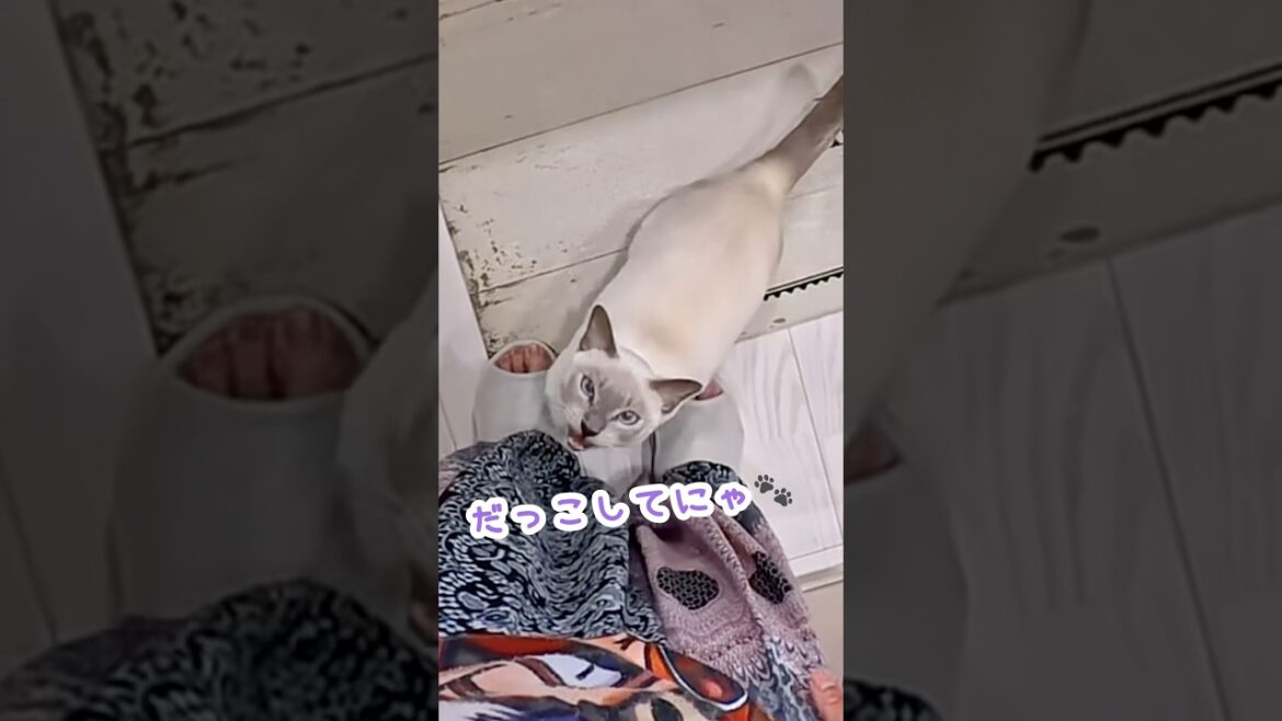 眠くてグズつく猫!?抱っこが待てずママを呼ぶ甘えん坊猫🐾 眠くてグズつく猫!?抱っこが待てずママを呼ぶ甘えん坊猫🐾
