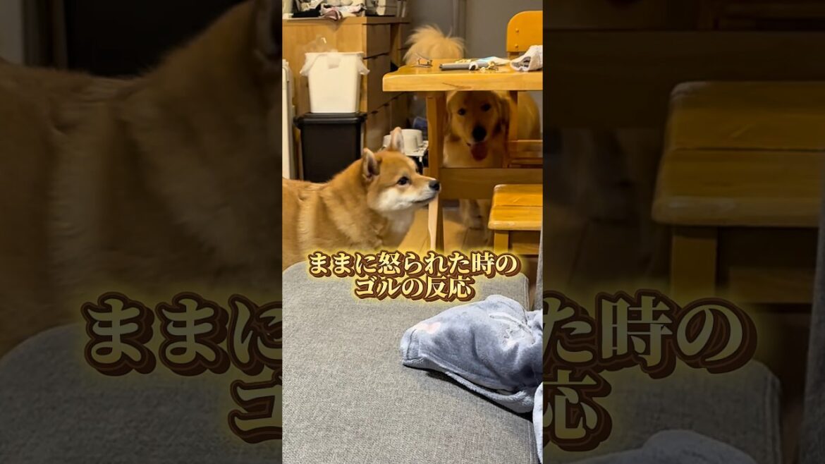 ままに怒られた時のゴルの反応#ゴールデンレトリバー #柴犬 #犬 #dog #goldenretriever #shibainu #shorts