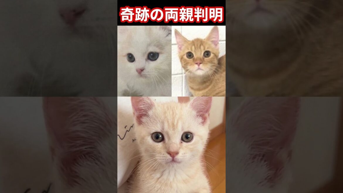 【奇跡】ペットショップで迎えたのに両親が判明！ #マンチカン #子猫 #子ネコ