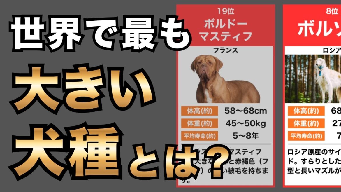 世界で最も大きい超大型犬種ランキングTOP21!世界最大級の超大型犬とは? 世界で最も大きい超大型犬種ランキングTOP21!世界最大級の超大型犬とは?