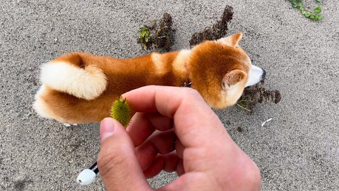 探偵映画のGPSみたいにくっつき虫をくっつけられる柴犬