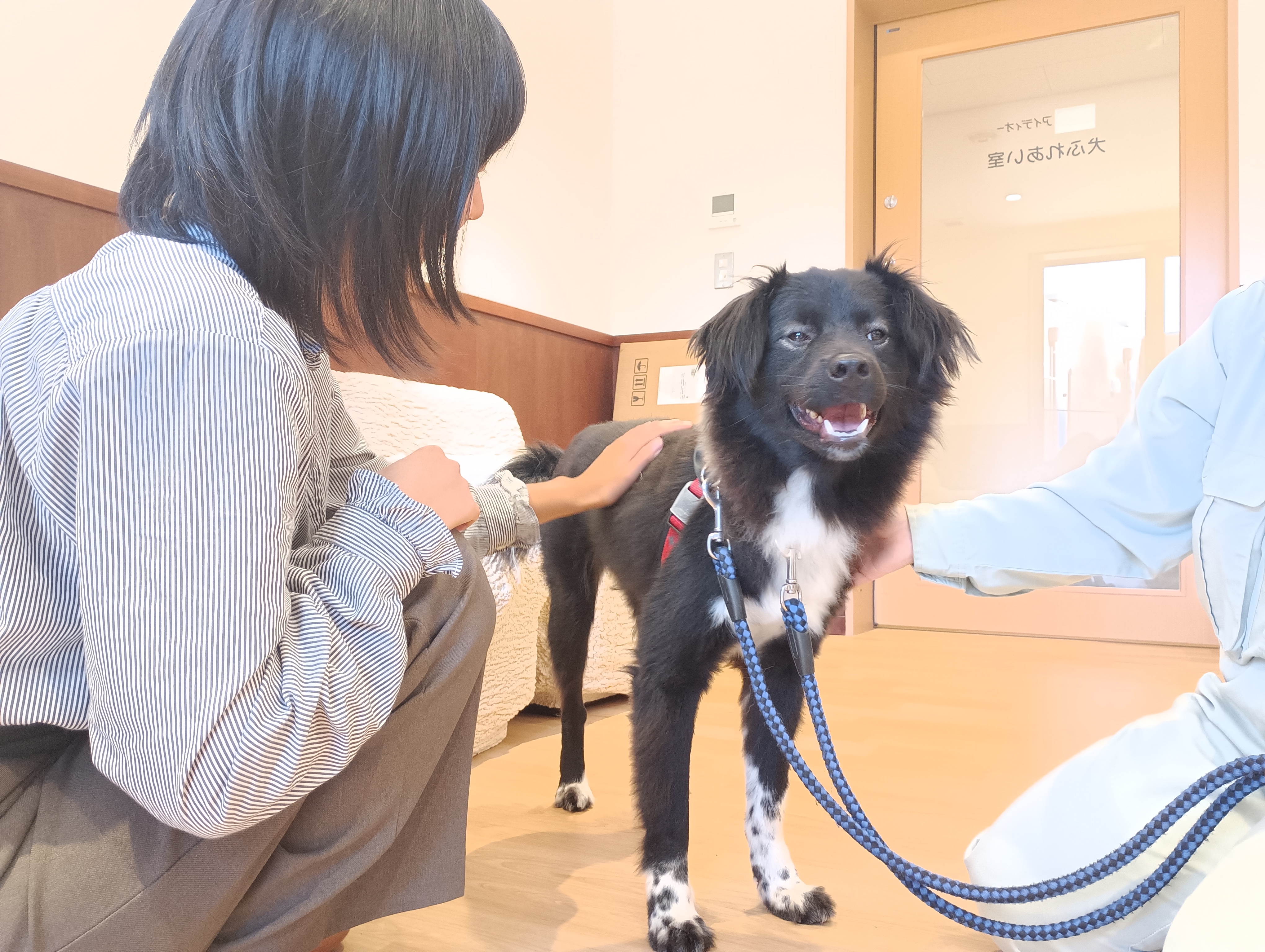 犬ふれあい体験