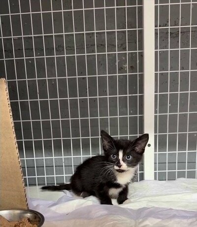 保護施設の一角で新しい環境と向き合う子猫