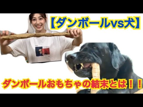 南ダンボール製作所 2ページ目 2ページ中 Videos Wacoca Japan People Life Style 南ダンボール製作所 2ページ目 2ページ中 Videos Wacoca Japan People Life Style