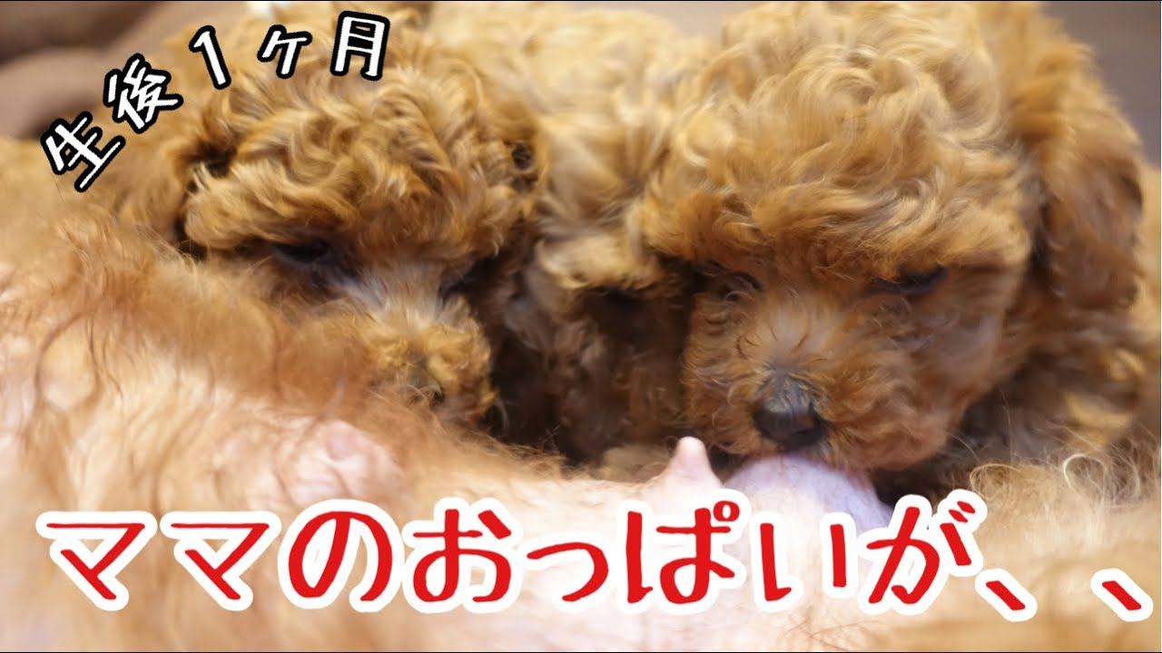 子犬出産後の可愛いおっぱい姿が 生後1ヶ月でこうかわりますｗｗ トイプードル子犬 トイプードルブリーダー Videos Wacoca Japan People Life Style