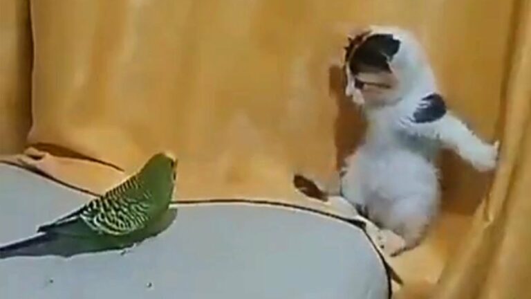おもしろい犬 Videos Wacoca Japan People Life Style