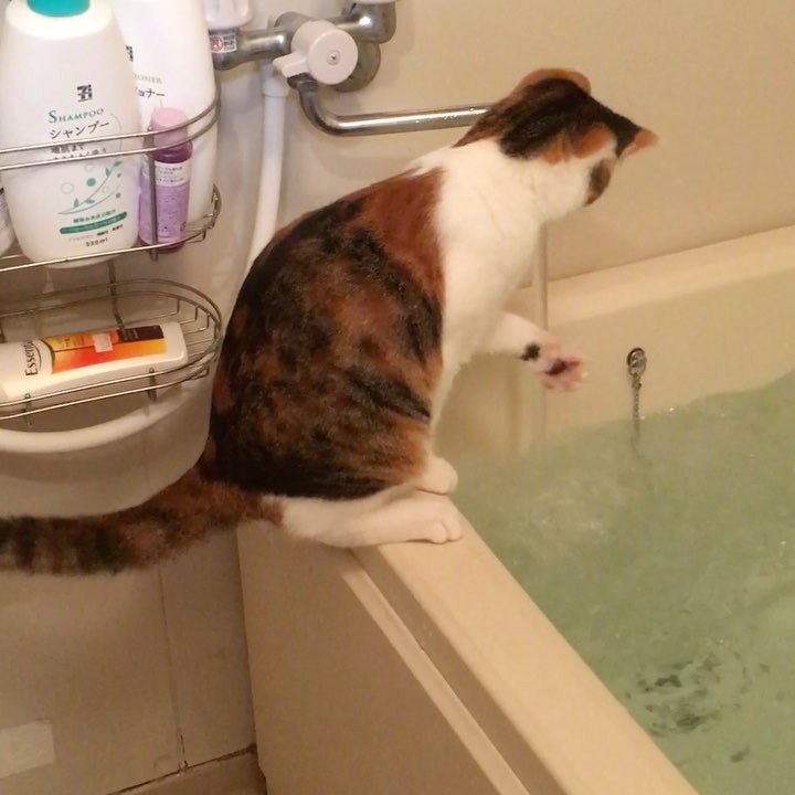 村雨辰剛 水を恐れない猫 Cat Wacoca Japan People Life Style