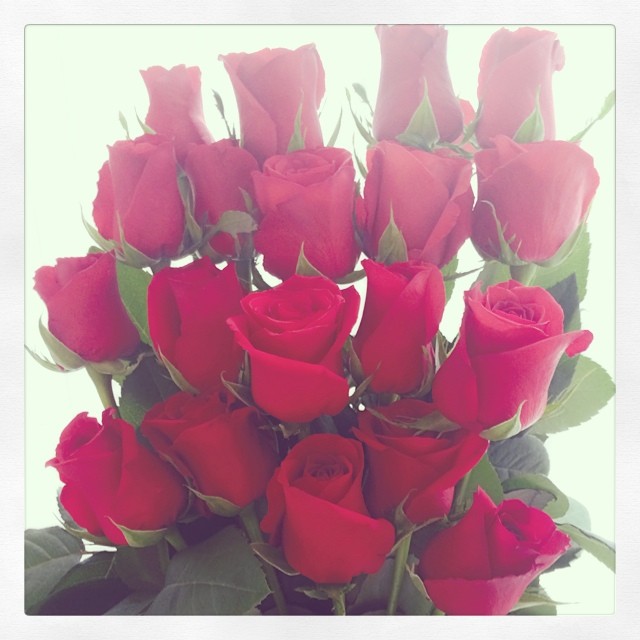 矢野志保 good morning rose wacoca