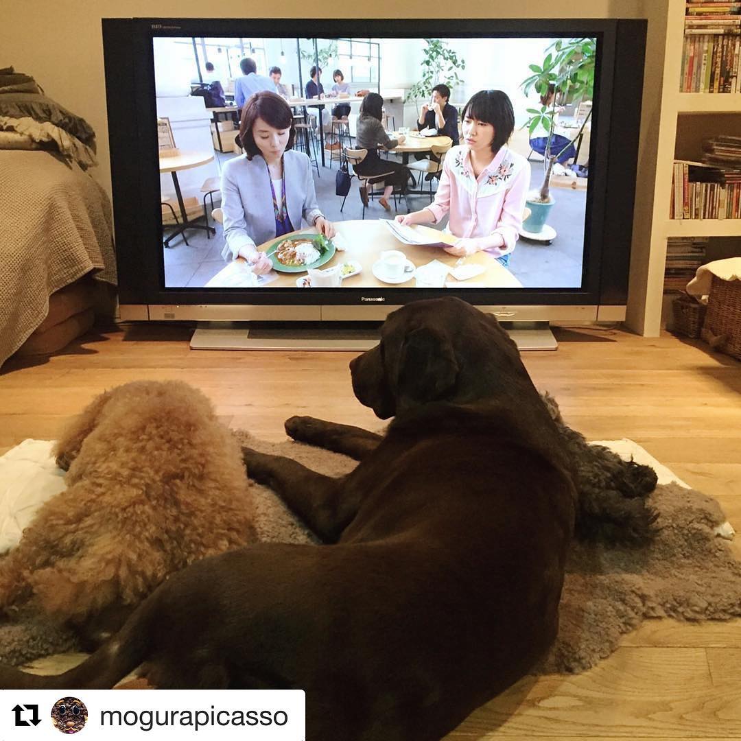 石田ゆり子 雅姫さんのところの ぼぼちゃんとモグラちゃんとピカソちゃんが 逃げ恥 を観て下さってる ぼぼちゃんは 今は天国にいるうちの花にそっくり 雅姫さんの紡ぐ毎日は本 Wacoca Japan People Life Style 石田ゆり子 雅姫さんのところの ぼぼちゃんとモグラちゃんとピカソちゃんが 逃げ恥 を観て下さってる ぼぼちゃんは 今は天国にいるうちの花にそっくり 雅姫さんの紡ぐ毎日は本 Wacoca Japan People Life Style