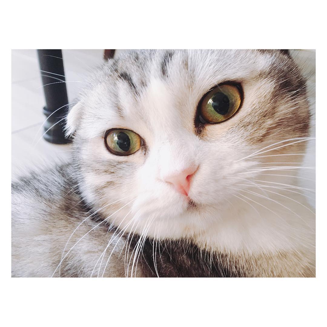 舟山久美子 イケメン Amu Scottishfold アム スコティッシュフォールド 垂れ耳 今日の猫カフェ Wacoca Japan People Life Style 舟山久美子 イケメン Amu Scottishfold アム スコティッシュフォールド 垂れ耳 今日の猫カフェ Wacoca Japan People Life Style