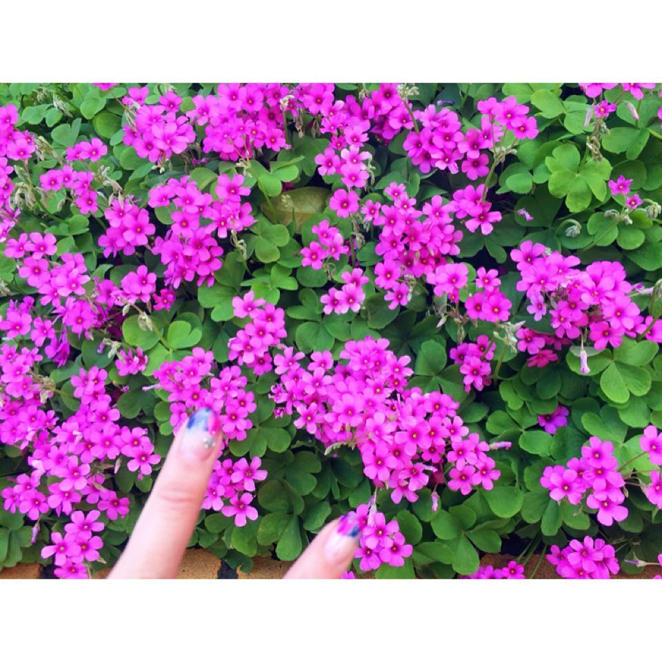 丸高愛実 おはよーあるいてたら可愛いお花が名前わからん