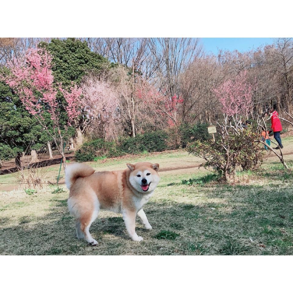 丸高愛実 久々にチャコの写真が送られてきたよ 太ってるねぇ まんまるちゃんだねぇ 可愛いねぇ 愛犬 チャコ 実家 まんまる 柴犬 Wacoca Japan People Life Style 丸高愛実 久々にチャコの写真が送られてきたよ 太ってるねぇ まんまるちゃんだねぇ 可愛いねぇ 愛犬 チャコ 実家 まんまる 柴犬 Wacoca Japan People Life Style