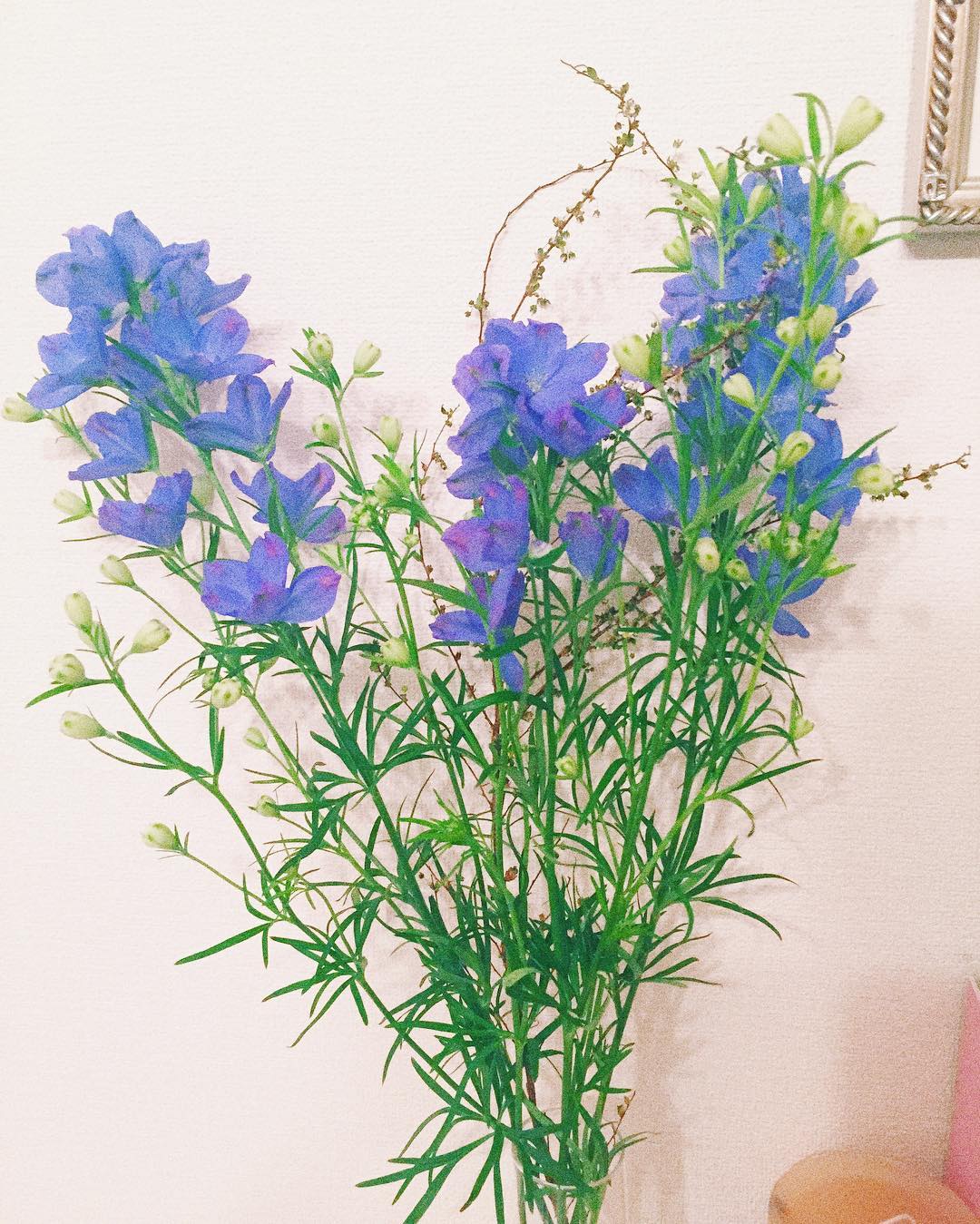 すべての花の画像 上デルフィニウム 花言葉 すべての花の画像 上デルフィニウム 花言葉