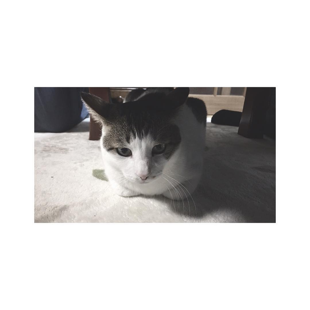 日比美思 もし猫が言葉を喋れたら きっと世界中の人が恋をしてしまうだろうなぁ にゃあ のままでいてね あなたが大好きです にゃんにゃんにゃんの日 一日遅れちゃっ Wacoca Japan People Life Style 日比美思 もし猫が言葉を喋れたら きっと世界中の人が恋をしてしまうだろうなぁ にゃあ のままでいてね あなたが大好きです にゃんにゃんにゃんの日 一日遅れちゃっ Wacoca Japan People Life Style