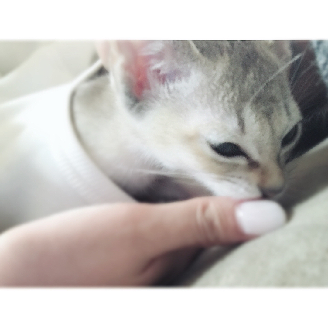 山田菜々美 ねこ 猫 ねこ部 ヤマダ プ アラジン Wacoca Japan People Life Style 山田菜々美 ねこ 猫 ねこ部 ヤマダ プ アラジン Wacoca Japan People Life Style