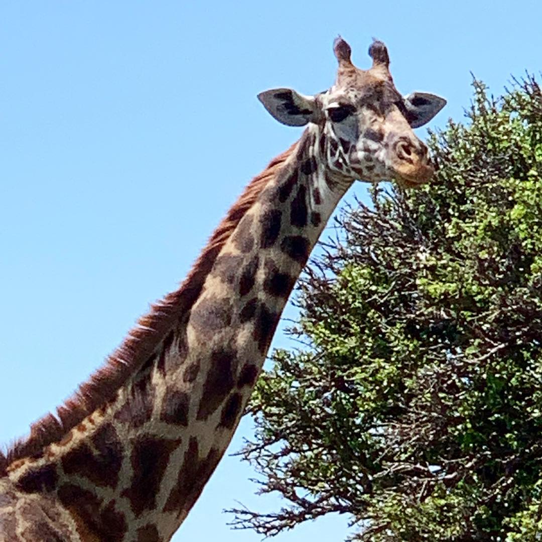 佐々木敬子 キリンが本当可愛いのよ 動物ものんびり マサイマラは穏やかな場所だー Kenya Maasaimara Wacoca Japan People Life Style 佐々木敬子 キリンが本当可愛いのよ 動物ものんびり マサイマラは穏やかな場所だー Kenya Maasaimara Wacoca Japan People Life Style