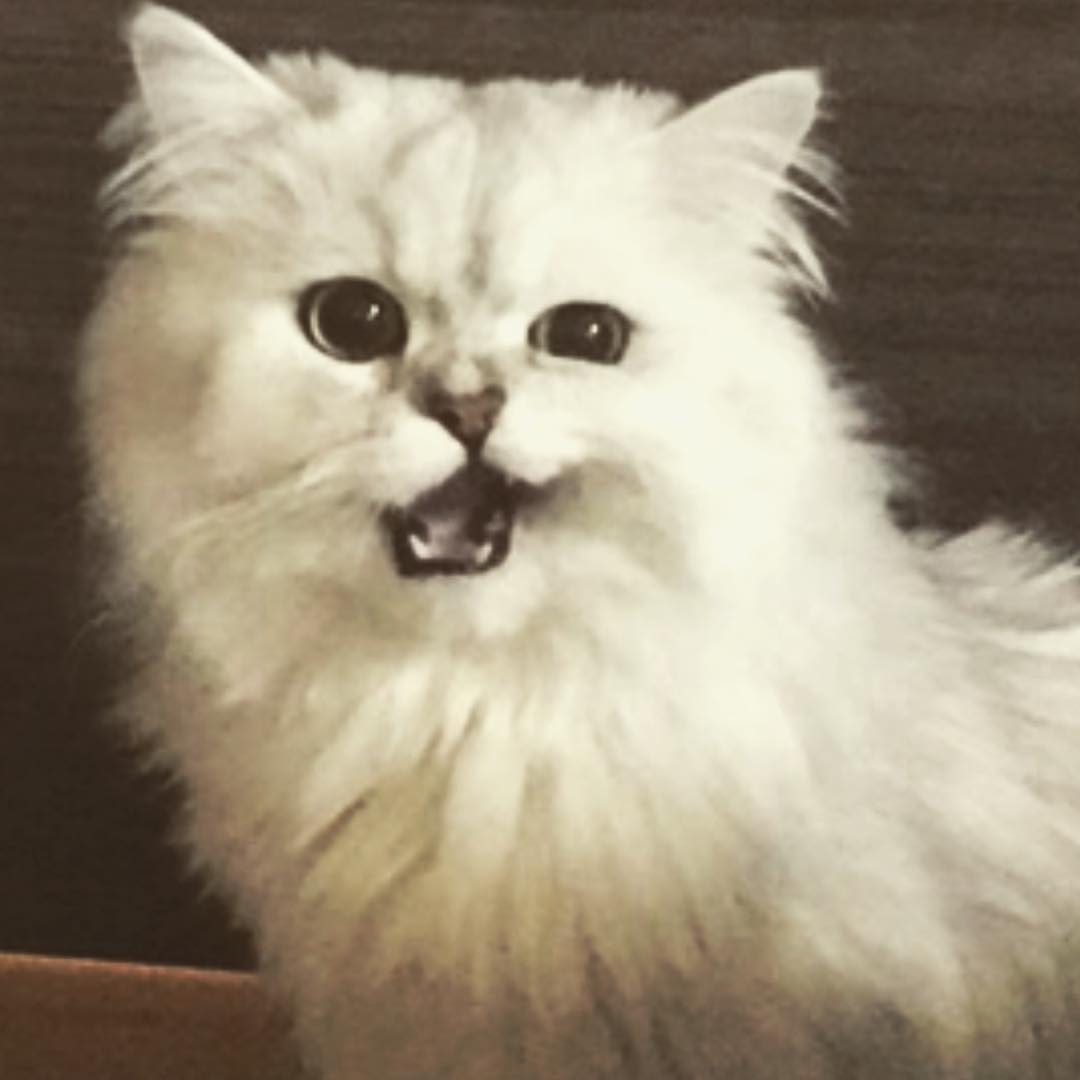 河西美希 うん かわいいよ かわいい ペルシャ猫 チンチラシルバー ねこすたぐらむ ねこさん ふぉーさん Cat ネッコ Wacoca