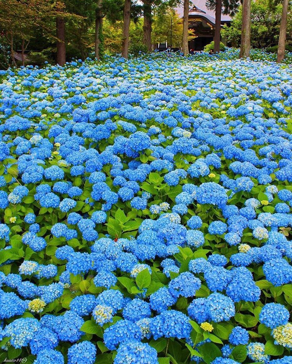 Retrip Nippon Retrip 紫陽花 こちらは 秋田県男鹿市にある雲昌寺 うんしょうじ 今まさに紫陽花が見頃を迎えました 一面に広がる青の絨毯のような景色はまさに圧巻 紫 Wacoca Japan People Life Style