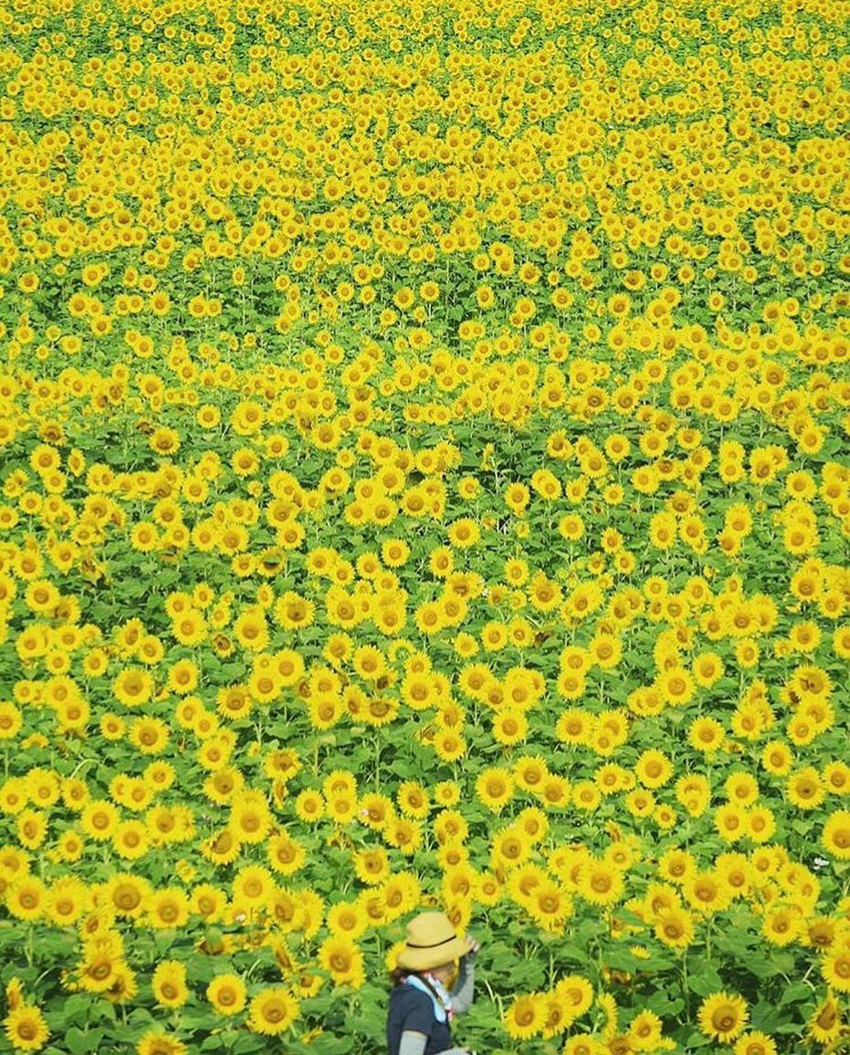 Retrip Nippon Retrip ひまわり こちらは 兵庫県小野市のひまわりの丘公園 見頃の時期はすでに終了してしまいましたが この一面に広がる黄色い絨毯のような花畑は圧巻です Wacoca Japan People Life Style