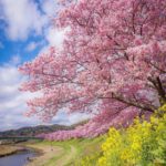 【RETRIP×春】
一足早く春を感じられる、みなみの桜並木。静岡県の南伊豆町では、2019年2月10日（日）〜3月10日（日）の間、みなみの桜と菜の花まつりが...