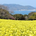 【RETRIP×福岡】
こちらは福岡県の能古島です。季節ごとにたくさんの花が咲き、多くの観光客を魅了しています。特に春の季節には、菜の花や桜、デイジー、ツツジ、...