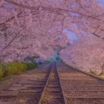 【RETRIP×桜】
こちらは京都の蹴上インクラインの春の様子。約90本あるソメイヨシノがアーチを作り、とっても美しいですよね。線路×桜を楽しめる特別なスポット...