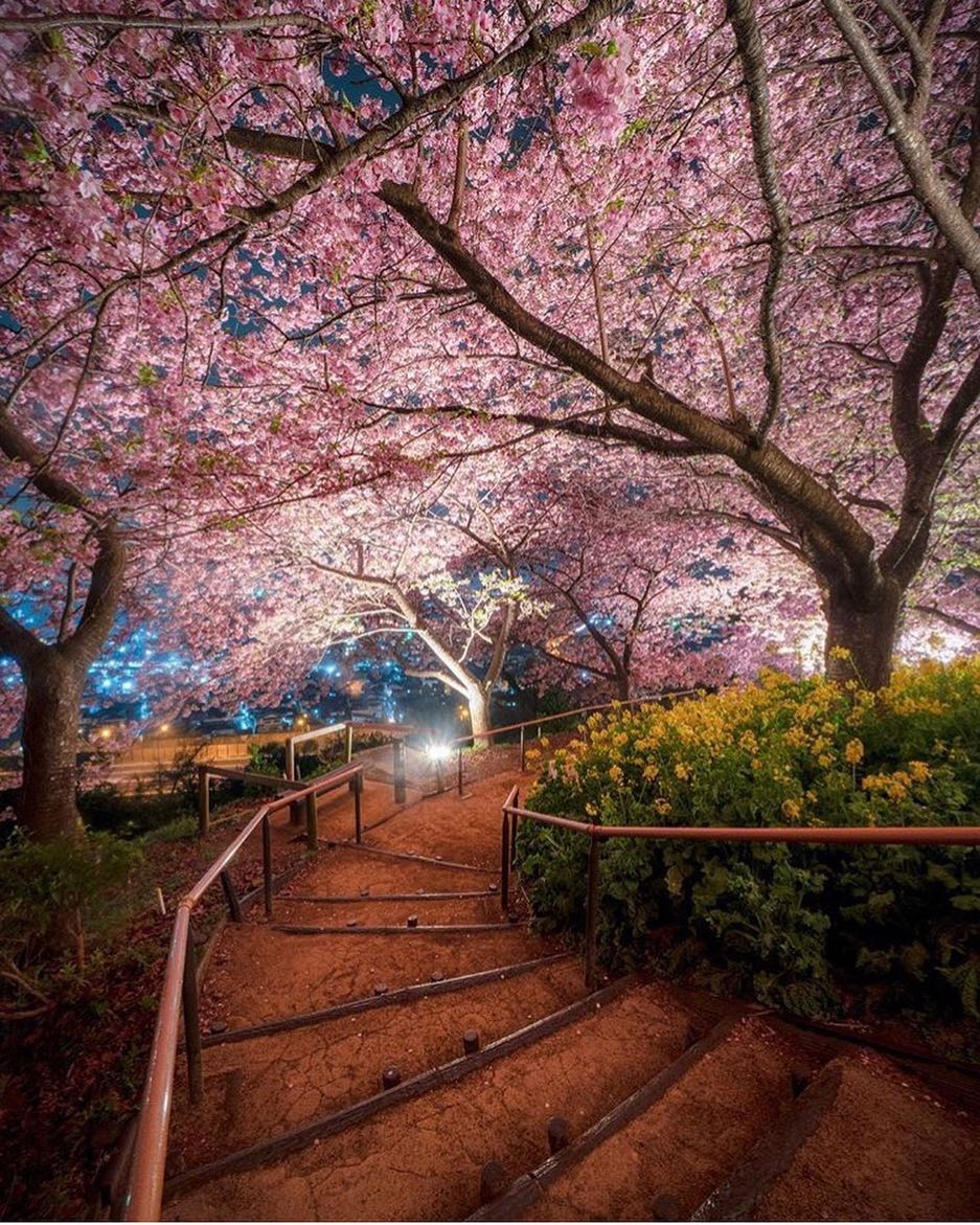Retrip News Retrip 桜 こちらは神奈川県の松田山ハーブガーデンの春の様子 松田町の河津桜 まつだ桜まつり は19年2月9日 3月10日 9 00 17 00ま Wacoca Japan People Life Style Retrip News Retrip 桜 こちらは神奈川県の松田山ハーブガーデンの春の様子 松田町の河津桜 まつだ桜まつり は19年2月9日 3月10日 9 00 17 00ま Wacoca Japan People Life Style
