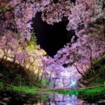 【RETRIP×桜】
こちらは長野県にある「高遠城址公園」の桜の様子です。今年の見頃は2019年4月11日(木)〜17日(水)前後だそうです。ライトアップも開催...