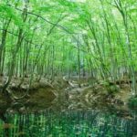 【RETRIP×新潟】
新潟県にある「美人林（びじんばやし）」をご存知ですか？ここは樹齢約90年ほどのブナの木が、美しく佇んでいる姿が特徴的なスポットで、自然を...