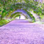 【RETRIP×福岡】
こちらは福岡県にある「河内藤園」です。紫色の藤が、頭上にアーチを描いて咲き乱れる光景は、まさに絶景。幻想的な空間にうっとりすること間違い...