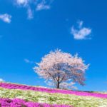 【RETRIP×千葉】
こちらは千葉県にある『東京ドイツ村』です。今の時期は芝桜など、色とりどりのお花を楽しめますよ。GWのお出かけに是非ともおすすめです！
....