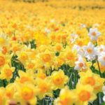 【RETRIP×スイセン】
こちらは滋賀県にある「びわ湖バレイ」です。一面に広がる黄色のスイセンがとっても美しい絶景スポットです。5月中旬頃が見頃なのでぜひ足を...