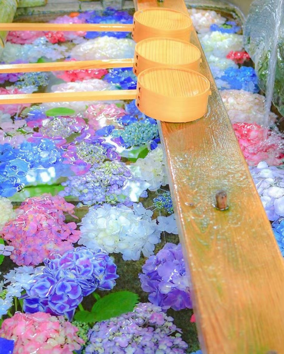 Retrip Nippon Retrip 紫陽花 愛知県一宮市にある御裳神社では 19年6月8日 土 と6月9日 日 に 尾西あじさいまつり が開催されていました 手水舎に浮かんだ Wacoca Japan People Life Style