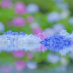 【RETRIP×大阪】
大阪にある『久安寺』。久安寺の入り口の池には、可愛らしい紫陽花がたくさん浮いています。お花をみていると、自然と癒されますよね。カメラを持...
