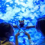 #加茂水族館 は、ギネスに認定された世界一の“クラゲ水族館”！
50種類以上のクラゲに出会えるんでスター♪
#クラゲラーメン や #クラゲアイス など、珍しいク...