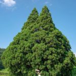 【RETRIP×山形】
こちらは、山形県にある小杉の大杉です。この木は、山形県鮭川村の天然記念物にも指定されている観光スポットで、1000年以上の樹齢を積み重ね...