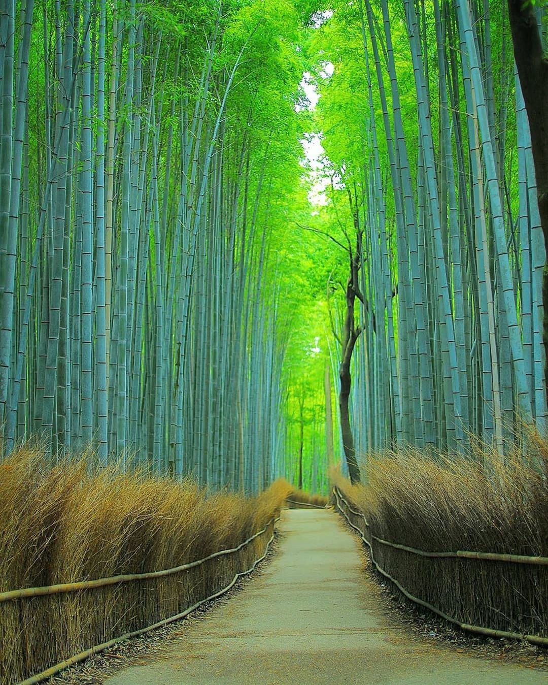 Retrip Kyoto Retrip 京都観光 今回ご紹介するのは 京都 嵐山の 竹林の小径 竹林が並び 綺麗 な新緑の中で自然を満喫できるスポットです 夜の神秘的な景色も 昼の Wacoca Japan People Life Style
