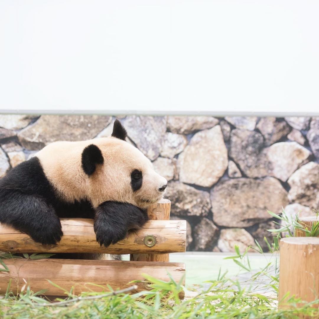 Hanakomagazine 胸キュン動物 大集合 和歌山県にある アドベンチャーワールド で暮らす良浜 らうひん は 5回の出産で8頭の子どもを育ててきたベテランのお母さんパンダ Wacoca Japan People Life Style